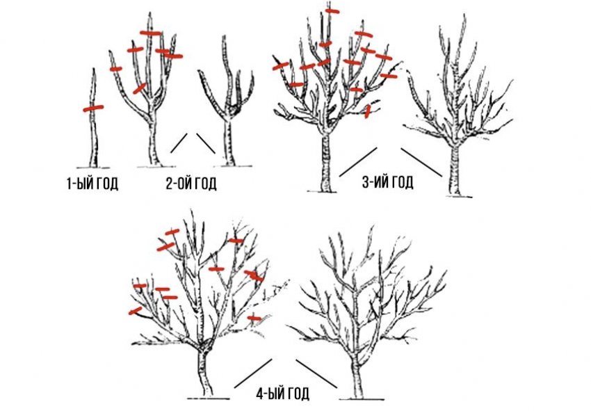 Як обрізати яблуню