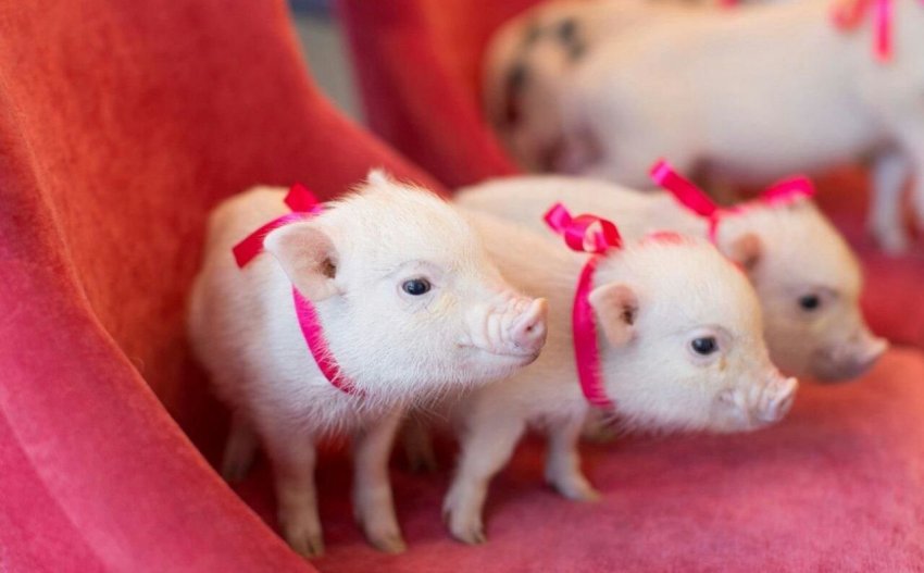 FAO закликає В'єтнам через АЧС оголосити в країні надзвичайний стан