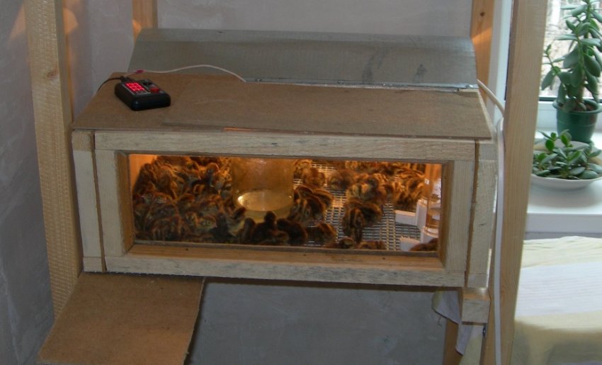 Брудер для пташенят Брудер для пташенят