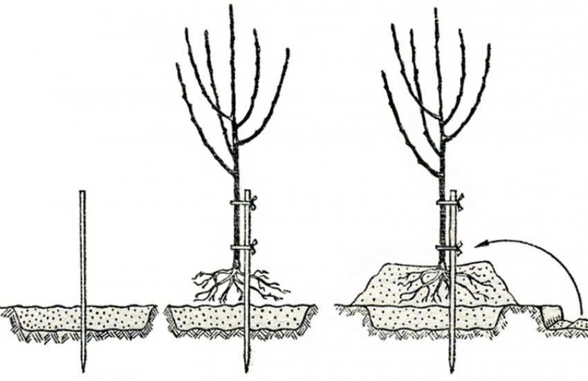 Посадка яблуні Посадка яблуні