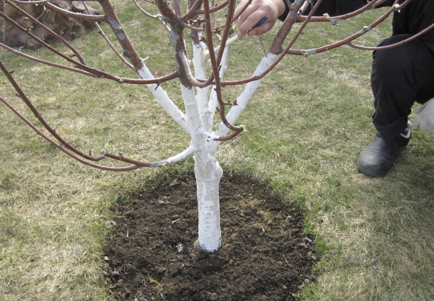 Побілка яблуні Побілка яблуні