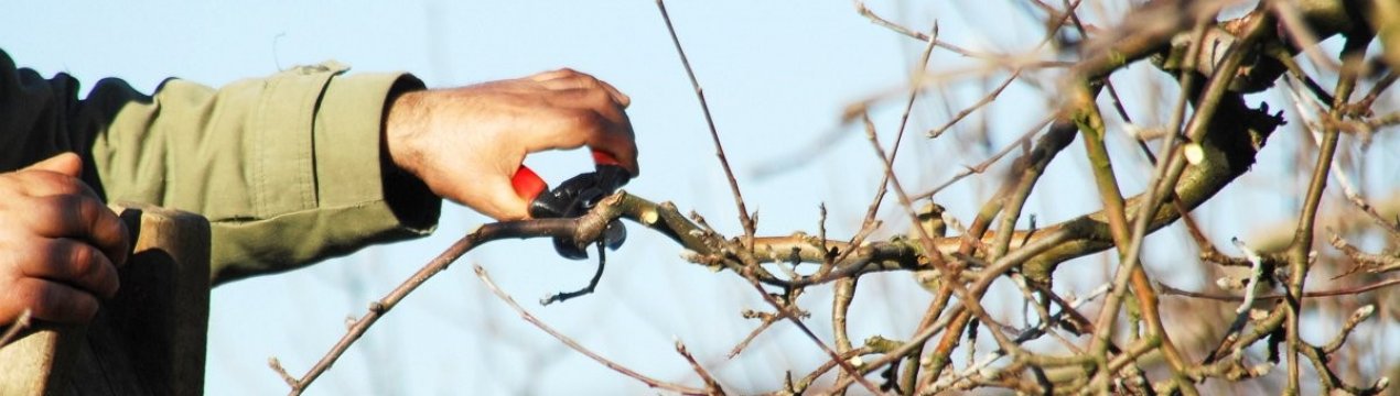 Особливості обрізки яблунь восени