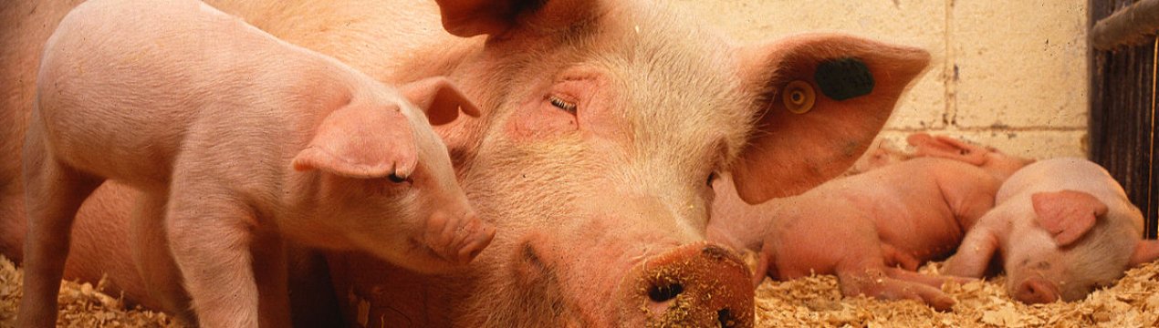 FAO закликає В'єтнам через АЧС оголосити в країні надзвичайний стан