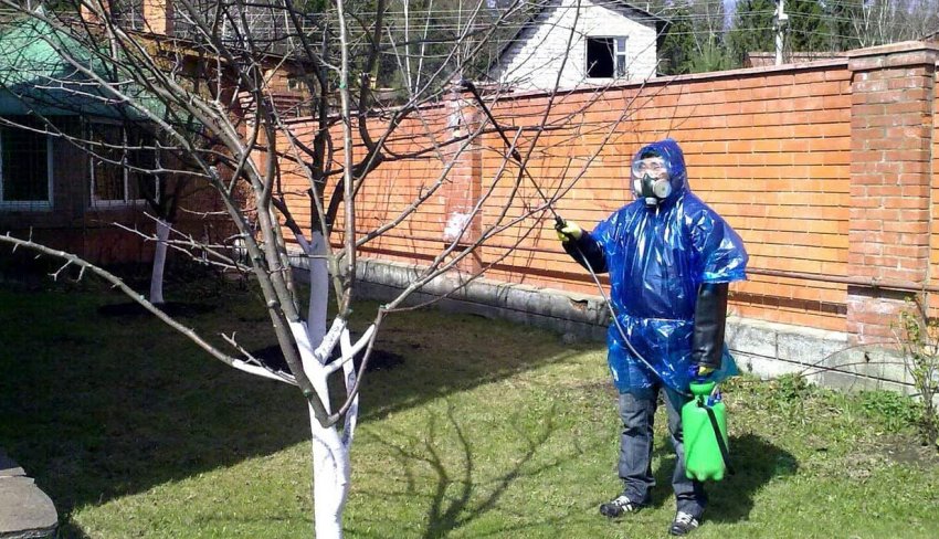 Обробка яблуні мідним купоросом