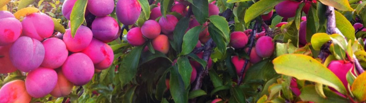 Особливості вирощування сливи Маньчжурська красуня і догляду за нею