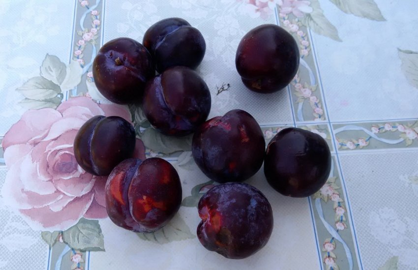 Плоди сливи Маньчжурська красуня Плоди сливи Маньчжурська красуня