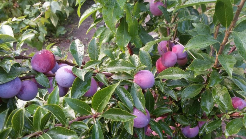 Зливу Маньчжуцкая красуня Зливу Маньчжуцкая красуня