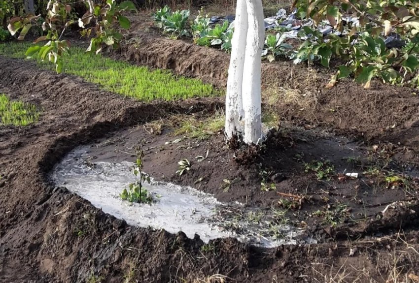 Підживлення яблуні Підживлення яблуні