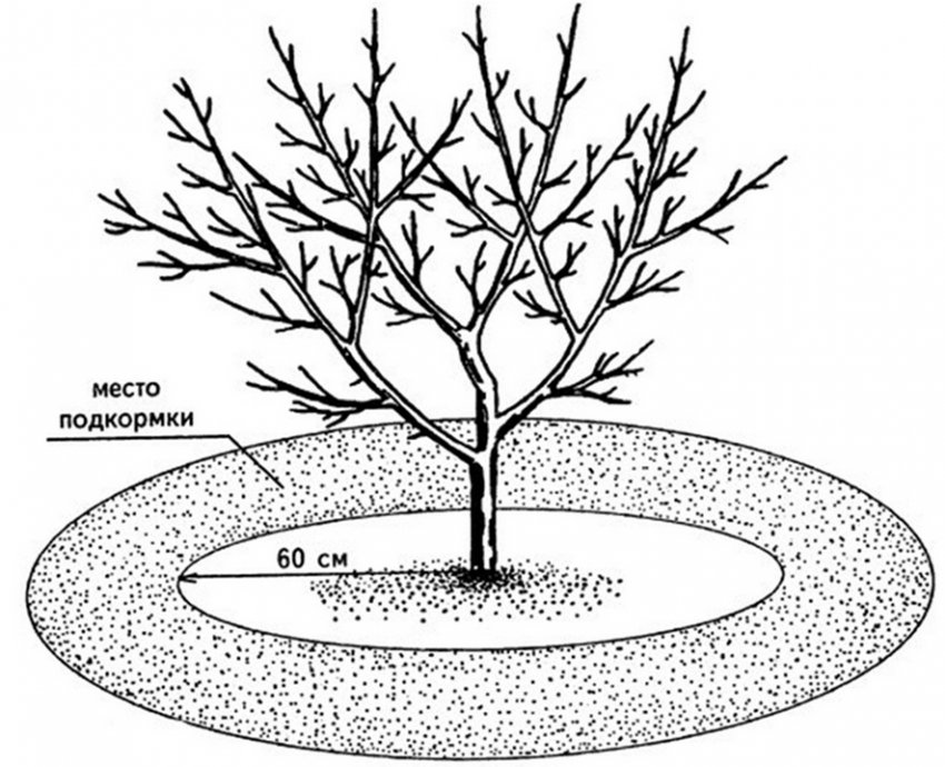 Підживлення яблуні Підживлення яблуні