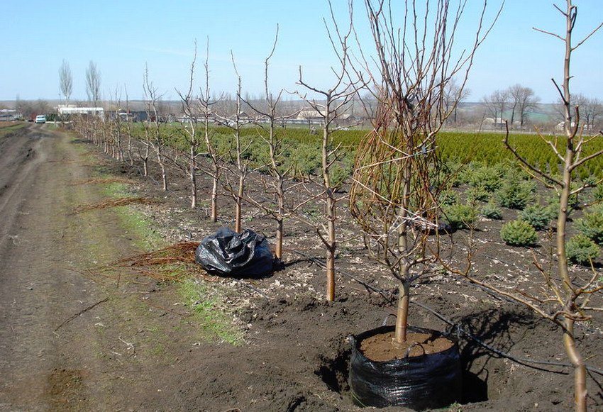 Саджанці груші