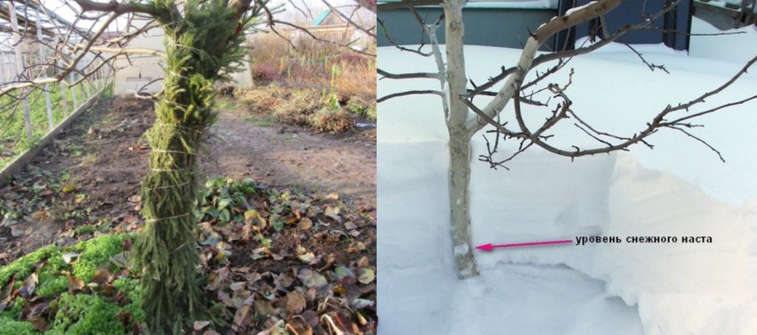 Утеплення штамба яблуні Утеплення штамба яблуні