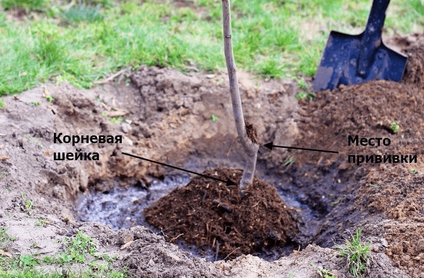 Посадка саджанця груші