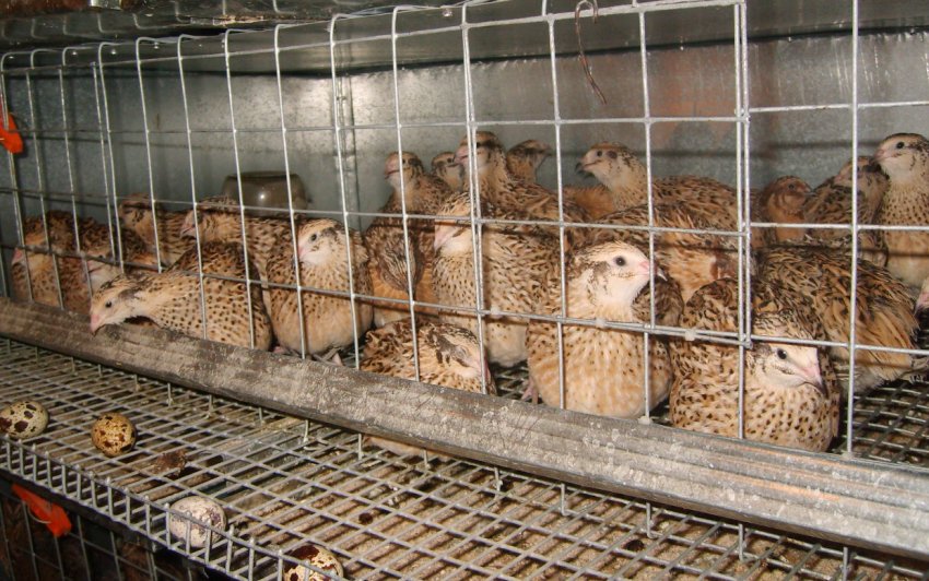 Вироби для дорослих особин Вироби для дорослих особин