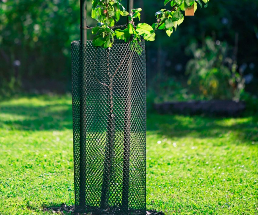 Захист стовбура яблуні від гризунів Захист стовбура яблуні від гризунів