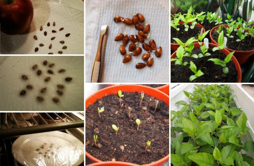 Вирощування яблуні насінням Вирощування яблуні насінням