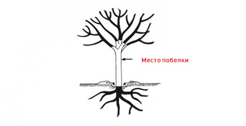 Схема побелки дерева Схема побелки дерева