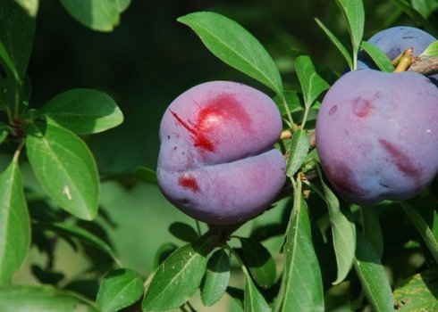 Особливості вирощування та догляду за сливою сорти Гігант Бербанк