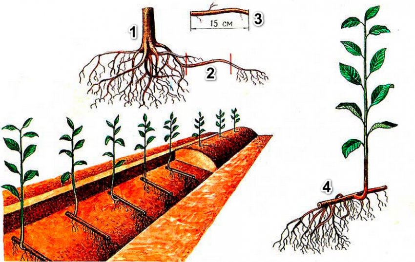 Розмноження яблуні кореневими живцями Розмноження яблуні кореневими живцями