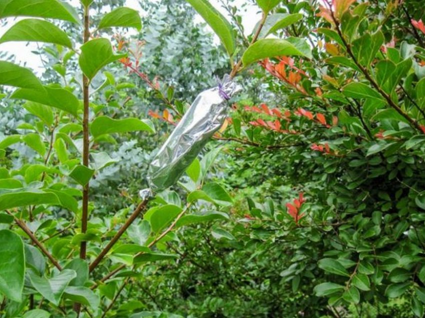 Розмноження яблуні повітряними відведеннями Розмноження яблуні повітряними відведеннями