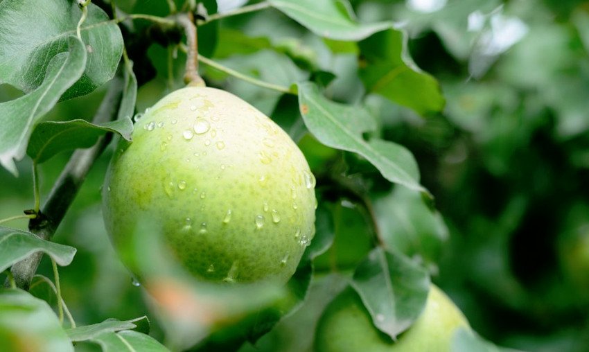 Груша Рогнеда Груша Рогнеда