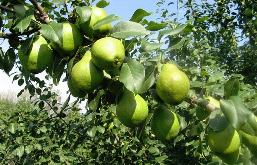 Груша Рогнеда Груша Рогнеда