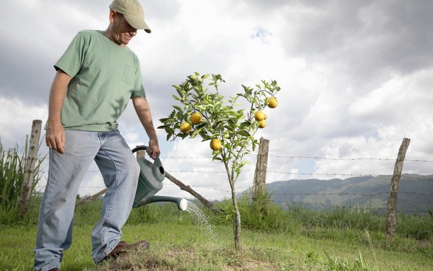 Полив груші Полив груші