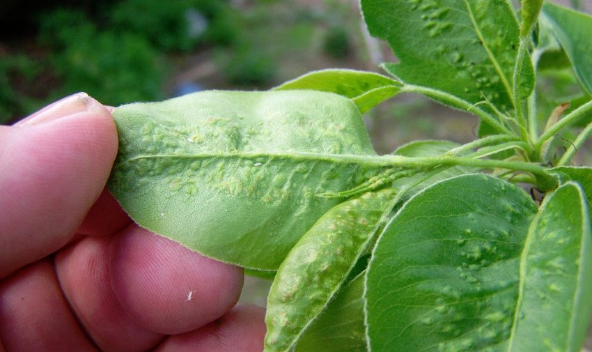 Галловый кліщ Галловый кліщ