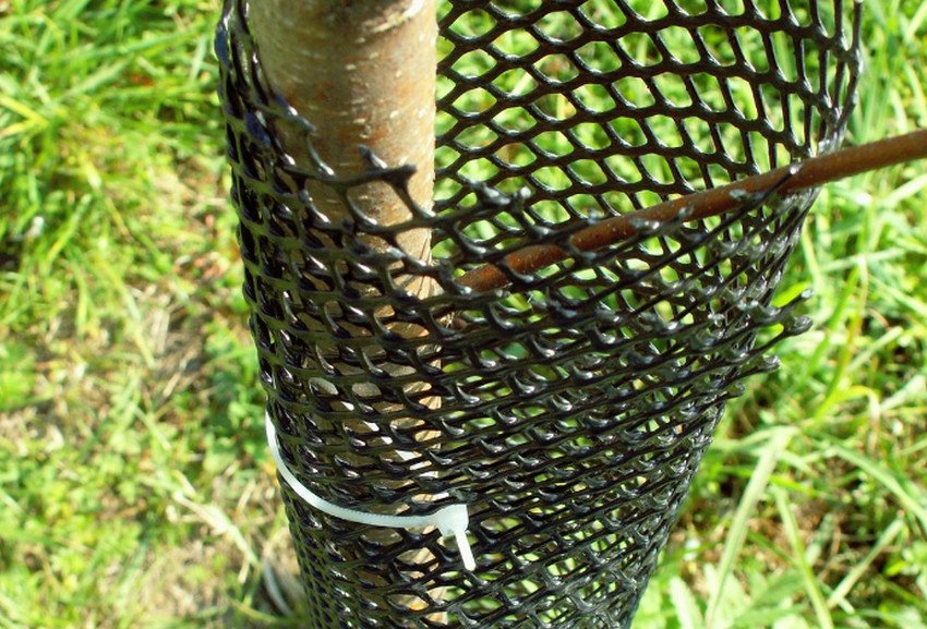 Груша в сітці від гризунів Груша в сітці від гризунів