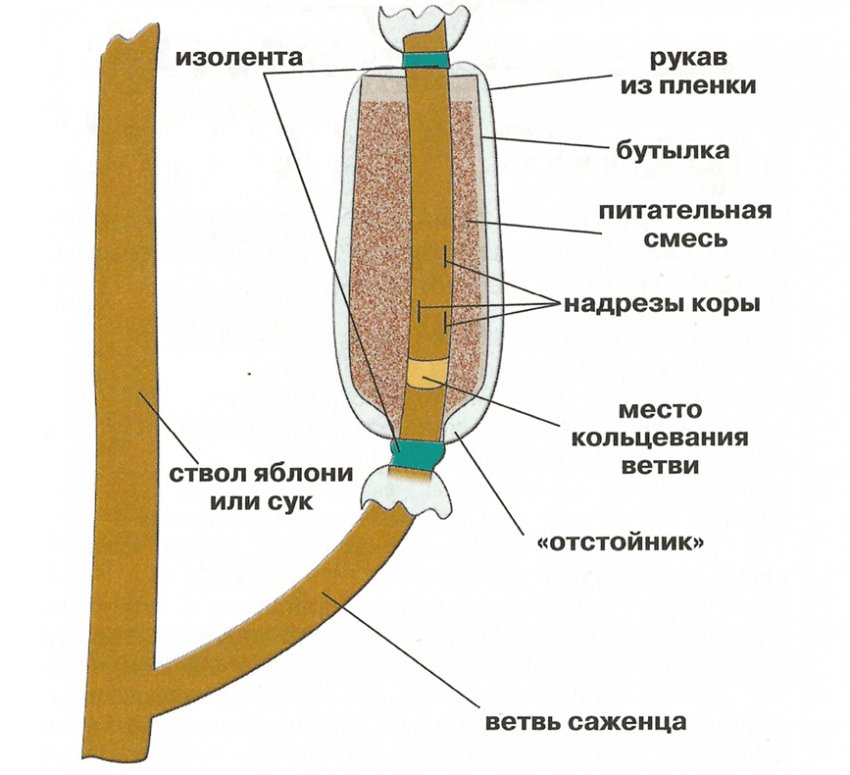 Схема вкорінення повітряного отводка яблуні Схема вкорінення повітряного отводка яблуні