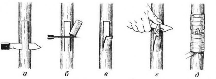 Щеплення окулірування в приклад Щеплення окулірування в приклад