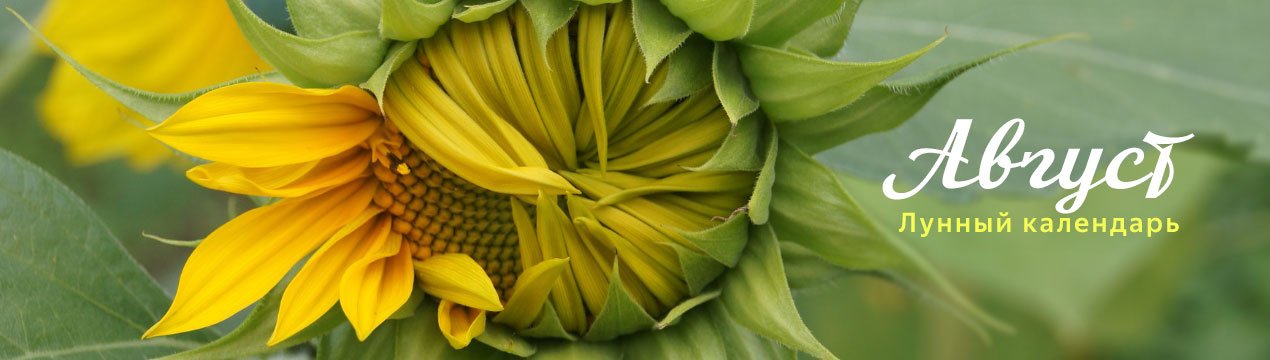 Місячний посівний календар на серпень 2019 року