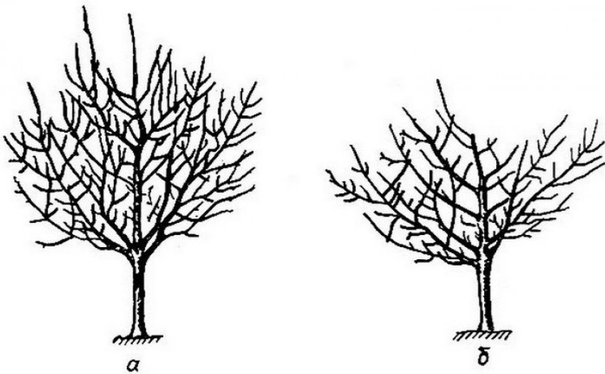 Обрізка Обрізка