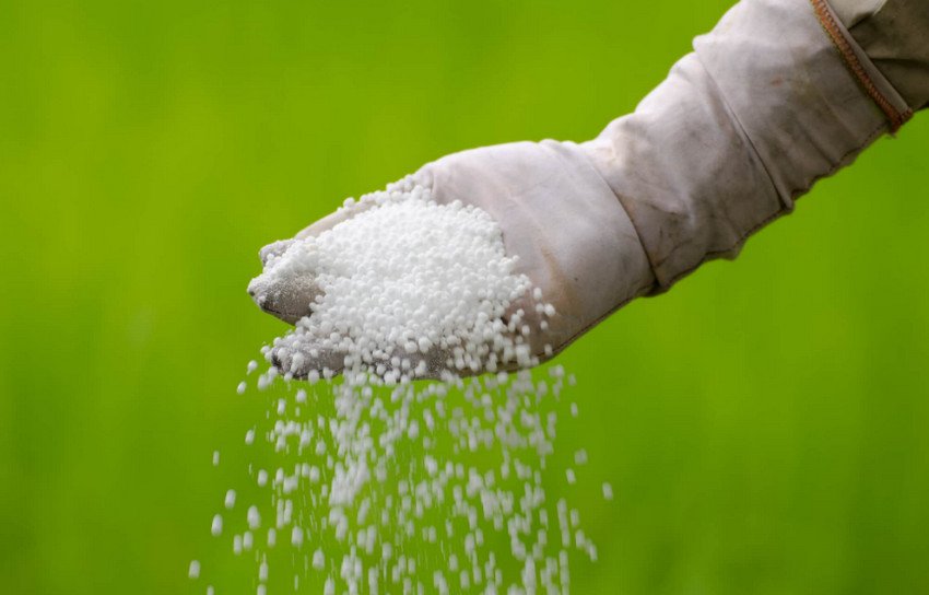 Сечовина Сечовина