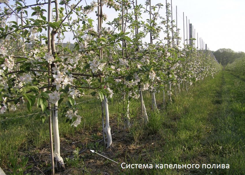 Крапельний полив яблунь Крапельний полив яблунь