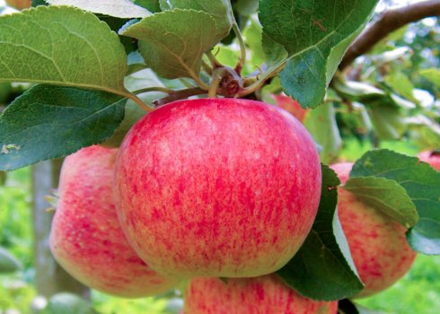 Яблоня сорта Пирос — особенности посадки и ухода