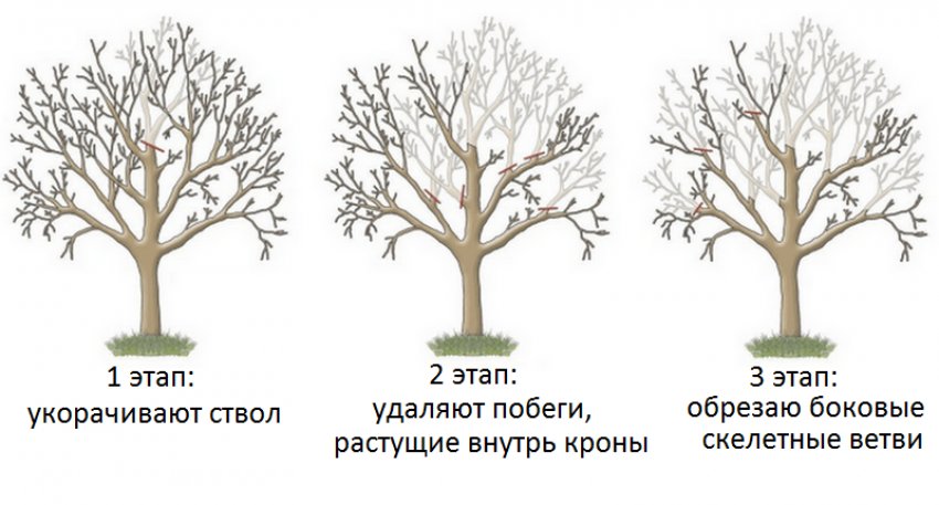 Етапи омолоджувальної обрізки Етапи омолоджувальної обрізки