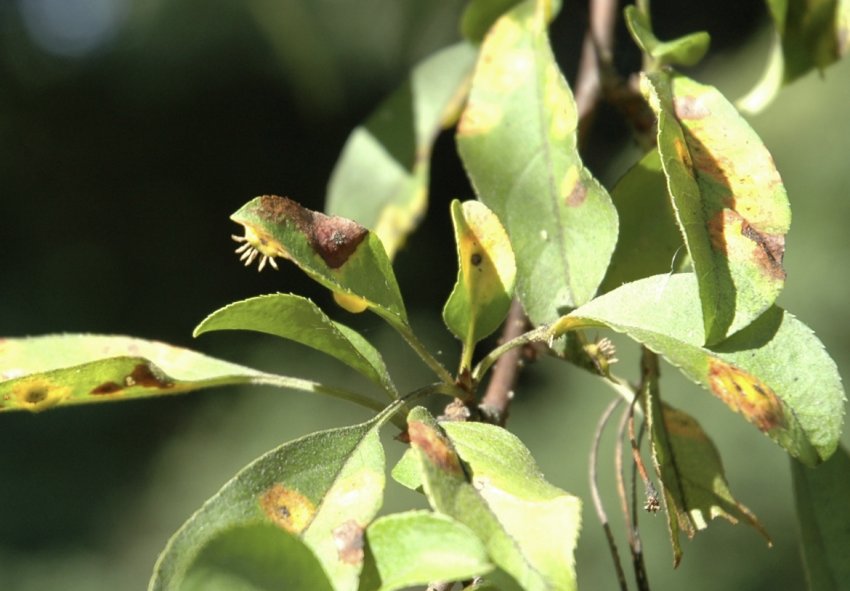 Іржа на листках яблуні Іржа на листках яблуні