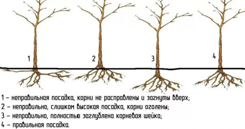 Алыча диплоидная что такое. 56478.pont90.840. Алыча диплоидная что такое фото. Алыча диплоидная что такое-56478.pont90.840. картинка Алыча диплоидная что такое. картинка 56478.pont90.840