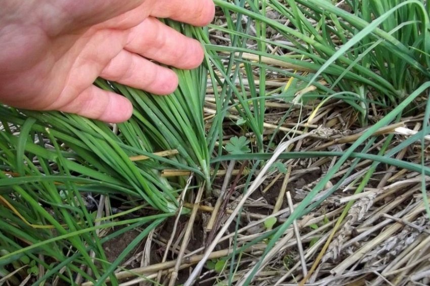 Цибулю Джусай