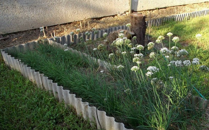 Цибулю Джусай