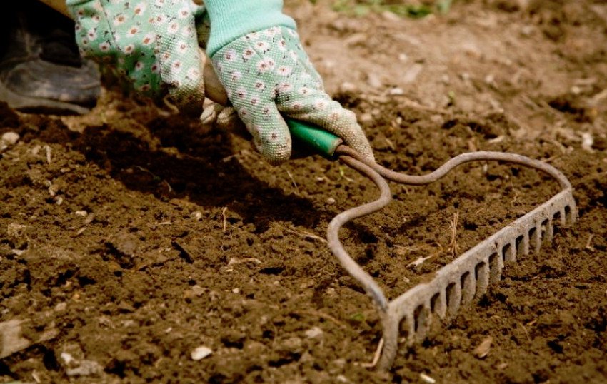 Підготовка ґрунту для посадки