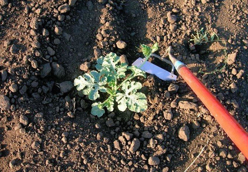 Розпушування грунту кавуна