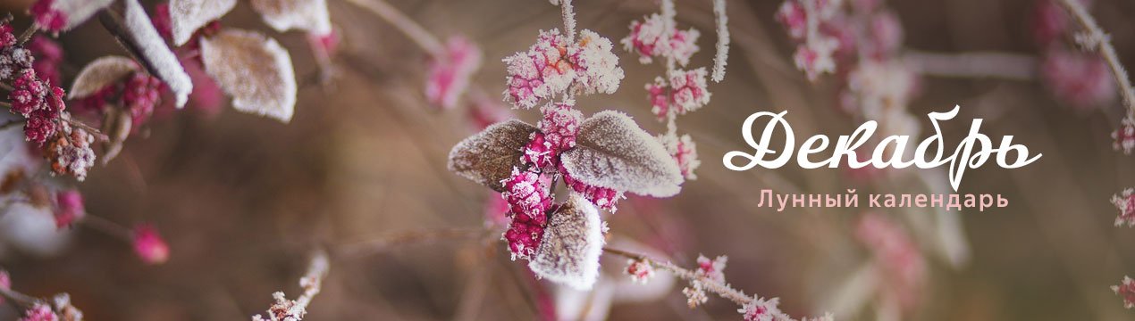 Особливості місячного календаря на грудень 2019 року для садівника і городника-квітникаря