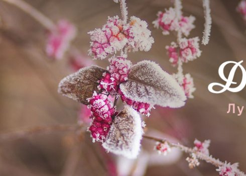 Особенности лунного календаря на декабрь 2019 года для садовода и огородника-цветовода