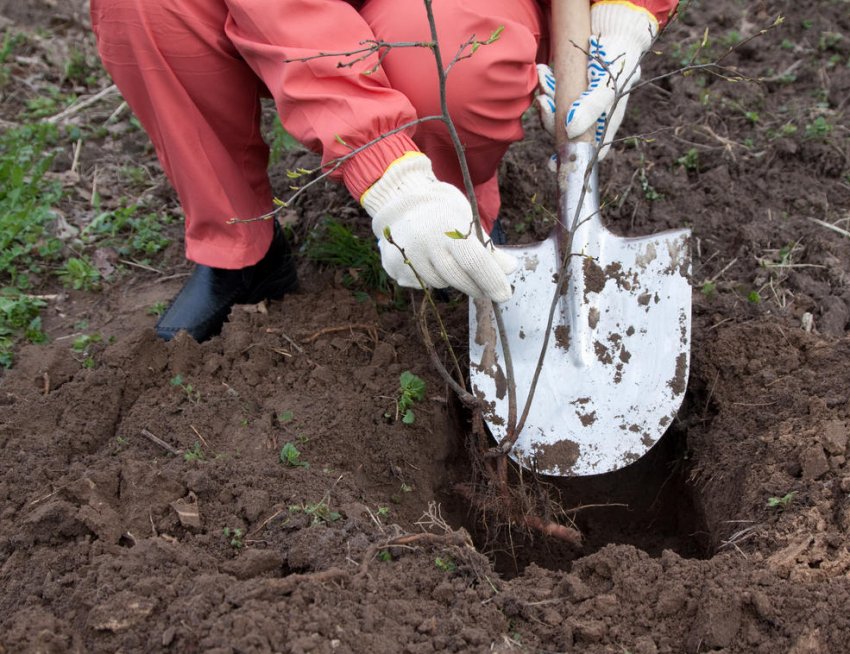 Посадка саджанців яблуні