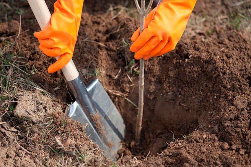 Посадка саджанців яблуні