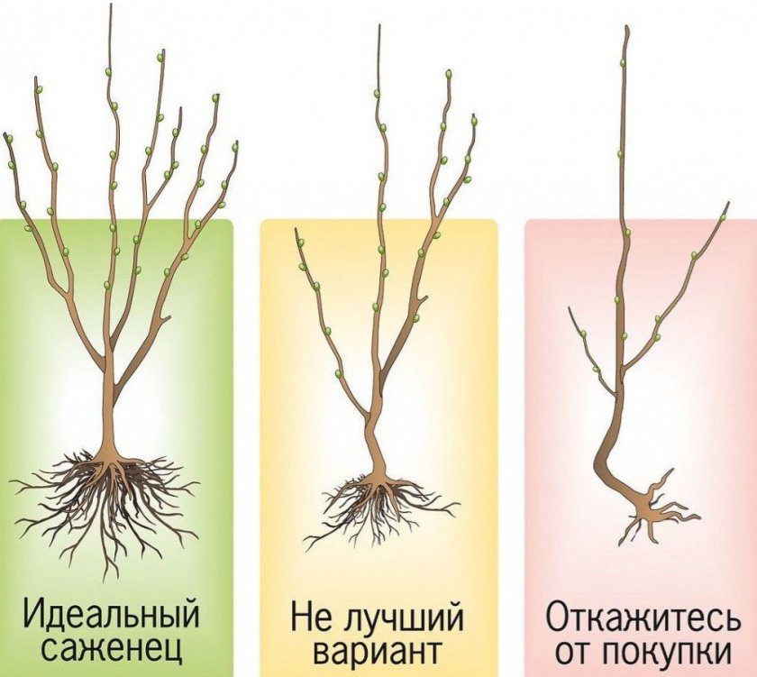 Как выбрать саженец яблони Как выбрать саженец яблони