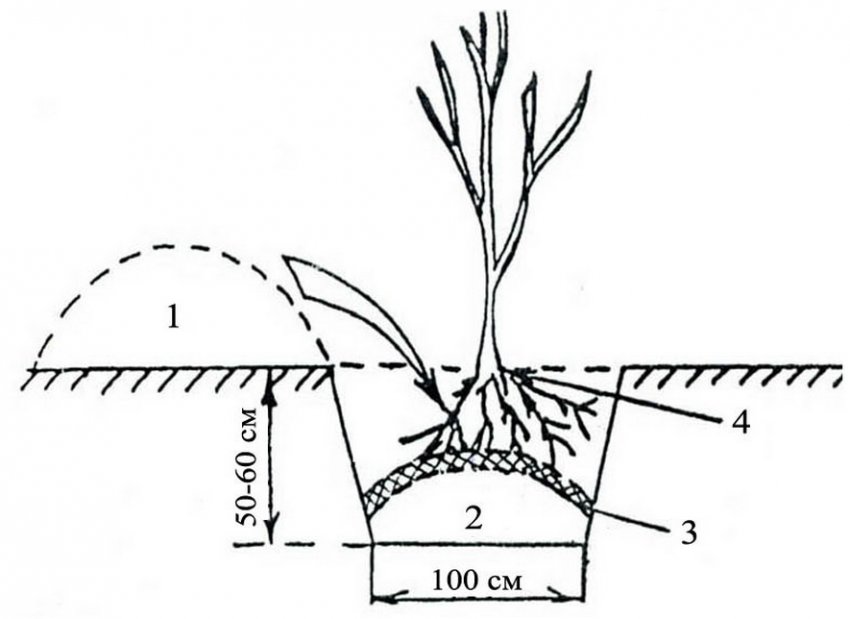 Схема посадки саджанці яблуні