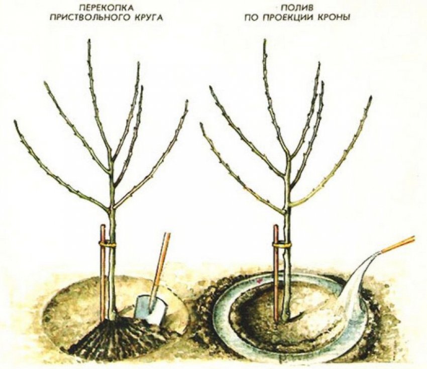 Підживлення яблуні