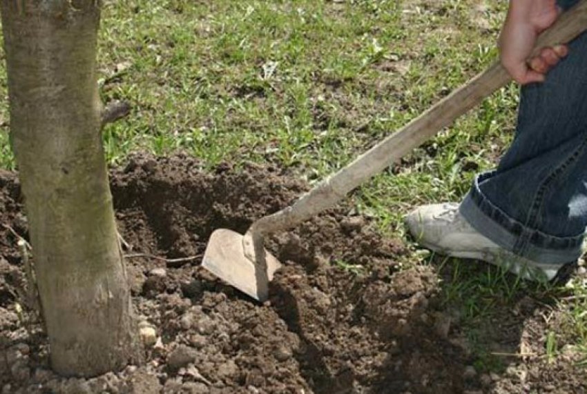 Розпушування грунту пристовбурового кола